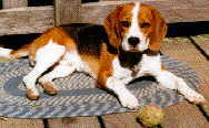 Uterine Fibroid
						 tumor ( myoma ) dog
